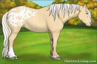 Horse Color:Silver Sable Cream Champagne Sabino Appaloosa 