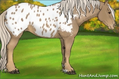 Horse Color:Palomino Appaloosa Rabicano