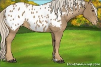 Horse Color:Palomino Blanket Rabicano