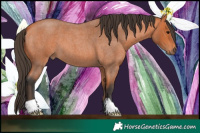 Horse Color:Bay Roan 