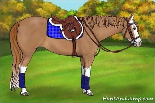 Horse Color:Chestnut Splash 