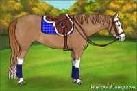 Horse Color:Chestnut Splash 