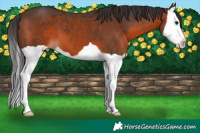 Horse Color:Brown Splash