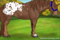 Horse Color:Chestnut Appaloosa 