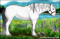 Horse Color:White Spotted Buckskin Splash Rabicano 