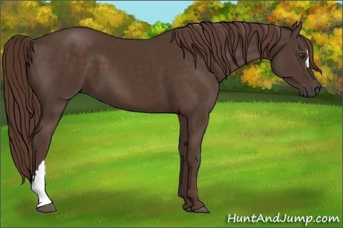 Horse Color:Liver Chestnut 
