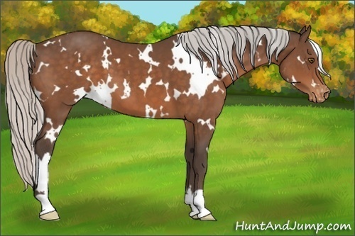 Horse Color:White Spotted Silver Brown Varnish