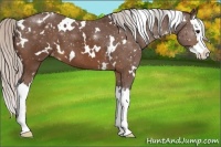Horse Color:White Spotted Silver Bay Splash Appaloosa 