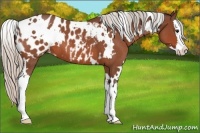 Horse Color:White Spotted Silver Bay Roan Splash Appaloosa 