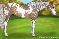 Horse Color:White Spotted Silver Buckskin Sabino Varnish 