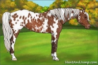 Horse Color:White Spotted Silver Bay Appaloosa 