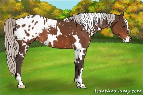 Horse Color:White Spotted Silver Brown Appaloosa 
