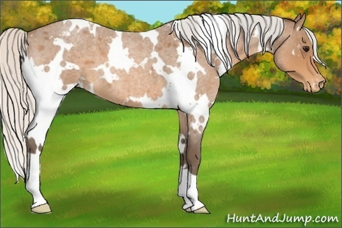 Horse Color:White Spotted Silver Buckskin Roan Appaloosa 