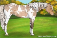 Horse Color:White Spotted Silver Buckskin Roan Varnish 