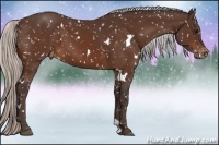 Horse Color:White Spotted Silver Bay Snowflake Varnish 