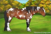 Horse Color:White Spotted Brown
