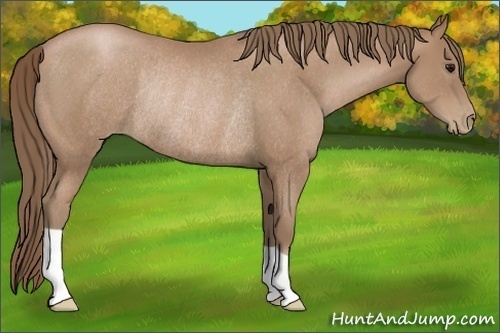 Horse Color:Black Pearl Rabicano