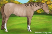Horse Color:Black Pearl Rabicano 