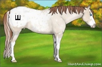 Horse Color:Smoky Grullo Pearl Sabino Splash Appaloosa 