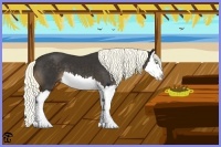 Horse Color:Liver Chestnut Splash