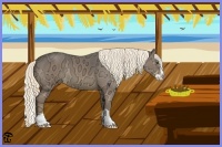 Horse Color:Liver Chestnut Ice Splash Rabicano