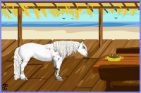 Horse Color:Liver Red Roan Splash Appaloosa 