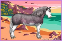Horse Color:Silver Blue Chinchilla Roan Splash 