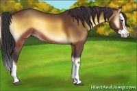 Horse Color:Brown Onyx Sabino Splash 