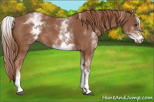 Horse Color:White Spotted Chestnut Sabino 