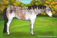 Horse Color:White Spotted Bay Ice Rabicano
