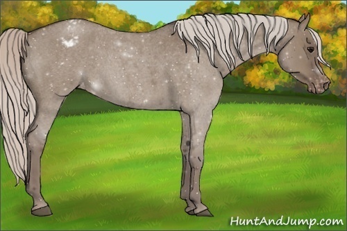 Horse Color:Silver Grullo Roan Appaloosa Rabicano 