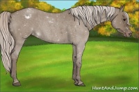 Horse Color:Silver Grullo Roan Appaloosa Rabicano