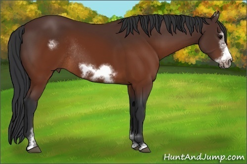 Horse Color:Brown Sabino Frame Rabicano 