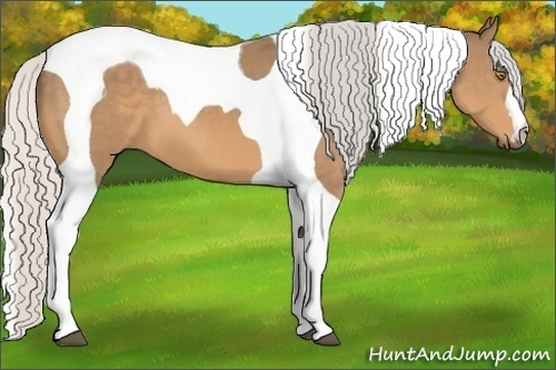 Horse Color:Silver Buckskin Tobiano