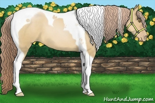 Horse Color:Red Dun Pearl Tobiano 