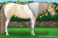 Horse Color:Red Dun Pearl Tobiano 