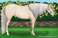 Horse Color:Silver Buckskin Pearl Rabicano