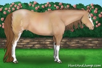 Horse Color:White Spotted Brown Pearl