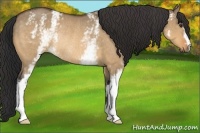 Horse Color:White Spotted Buckskin Dun Rabicano