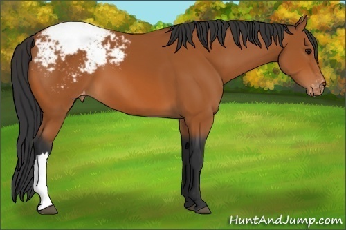 Horse Color:Bay Appaloosa 