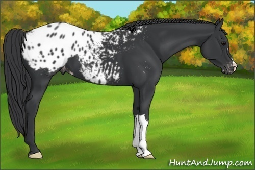 Horse Color:Black Appaloosa 