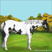 Horse Color:Gray White Spotted Smoky Black Tobiano