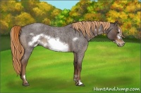 Horse Color:Liver Red Roan Sabino Frame 