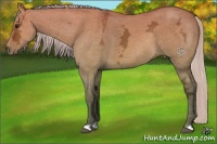 Horse Color:Silver Bay Ice Dun 