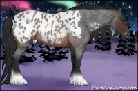 Horse Color:Brown Roan Appaloosa Rabicano 