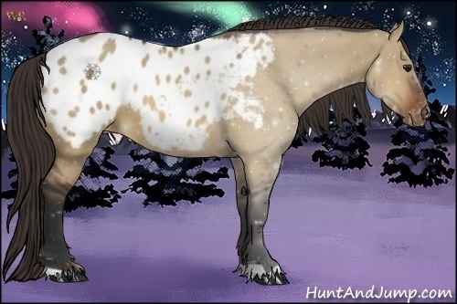 Horse Color:Brown Dun Appaloosa 