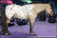 Horse Color:Brown Dun Appaloosa