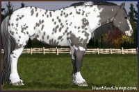 Horse Color:White Spotted Grullo Sabino Appaloosa 