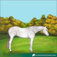 Horse Color:White Spotted Liver Red Dun Roan Brindle
