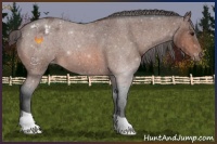 Horse Color:Bay Roan Appaloosa